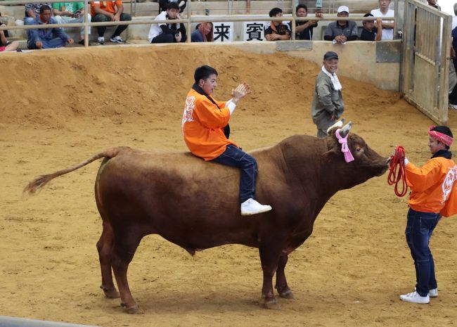 ２度目の闘牛観戦はうるま市立石川多目的ドームで闘牛戦士ワイドー２テレビ放送記念大闘牛大会観戦 沖縄市 うるま市 伊計島 沖縄県 の旅行記 ブログ By 吉備津彦さん フォートラベル