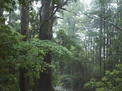 那智大社を参拝した後、下りは熊野古道をおりてみる。 
熊野古道の端っこだけ歩いて（しかもくだり）、熊野古道を歩いたという姑息な手段である。 この辺りで雨が上がりつつあったので、苔むして濡れた林道がやたら神聖。 ここで撮った写真が今回のベストショットかつ一番楽しいポイント。 まぁ楽しかったところ＝ベストショットだよねー。 