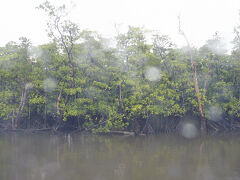 竹富島から戻ったが、天気は好転せず。
朝一の便で波照間島に行けば、帰っては来れたなぁ、とは思ったが、こればかりはしょうがない。
一応、ここから行きの便は出ていたが、これで行って帰ってこれないとさすがにマズイので、波照間島はあきらめる。
その代わり、西表島に行ってマングローブをみてくることにする。

西表島。
ロビンソン小屋のある上原港には行けず、大原港に行く。
というか西表島は結構な大きさ。石垣島と同じくらい。

到着と同時にマングローブクルーズに参加。
仲間川をのぼり、マングローブをみにいく。