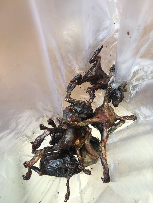 カエルの丸焼き