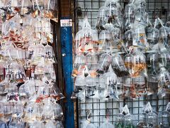 金魚街。
香港では金魚が風水的に良いということで、いつの間にかこんな金魚だらけの街になったようです。これも日本では無い光景でなかなか面白い。