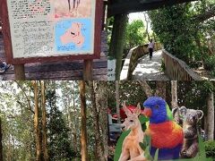 Currumbin Wildlife Sanctuary。
ゴールドコーストから公共交通機関、車などで1時間もかからない場所にオージーの野生動物達の楽園がある。
嫁の念願何年だろうか、やっとココへ来る事ができた