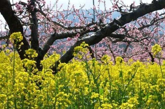笛吹市桃の花まつり 笛吹 山梨県 の旅行記 ブログ By ころちゃんさん フォートラベル