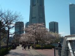 桜とランドマークタワーとのコラボです！&#9829;
