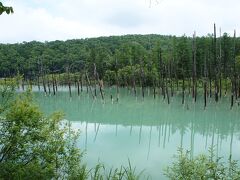 そして青い池へ
何故青く見えるかというと・・
滝や周辺の地下水からアルミニウムを含んだ水が流れ込み、その川に硫黄沢川や掛流された温泉の硫黄などと混じって、コロイド状という太陽の光を拡散させる粒子が生成され、水面が青色に見えるそうです。
