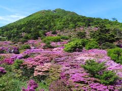 【仁田峠第一展望所】
第二展望所から数分です　ミヤマキリシマが満開
雲仙ロープウェイには乗らず長崎市内に向かいます


