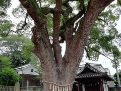 艮神社　クスノキ群　広島県指定の天然記念物
ここは、時をかける少女のロケ地やな