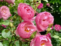 トップシーズン価格は６月までなので、入場料は1,200円//人。
当日だったら、何度でも出入りできるチケットです。

ピークは過ぎた感じですが、、まだまだ見ごろだね。