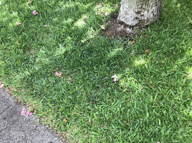 今回は 頭に付けるお花を忘れて来たので<br />道端に落ちていたお花を拾って教室へ