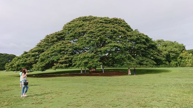 モアナルアガーデン<br />日本人はみんな歌うよね<br />この～木何の木気になる木　見たことも～ない木ですから