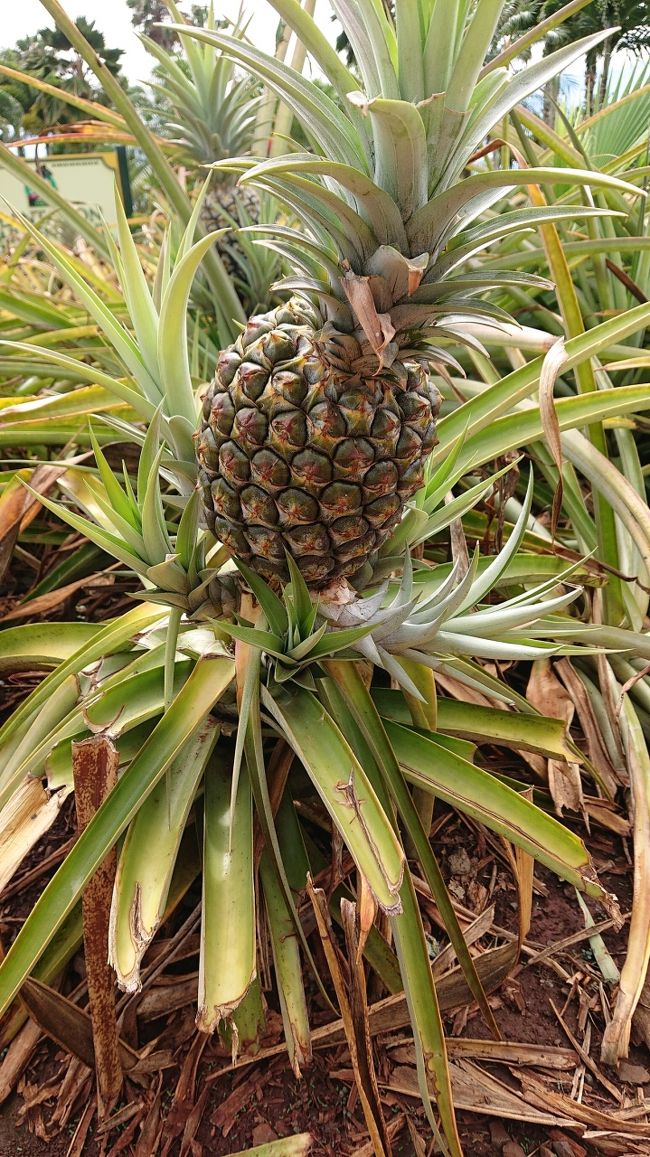 こっちは一般的なパイナップルよね