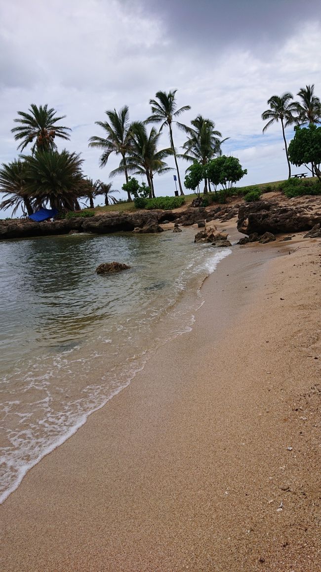 いたいた！！<br />甲羅干しはしてないけど、可愛いウミガメがぴょこぴょこ顔を出してる