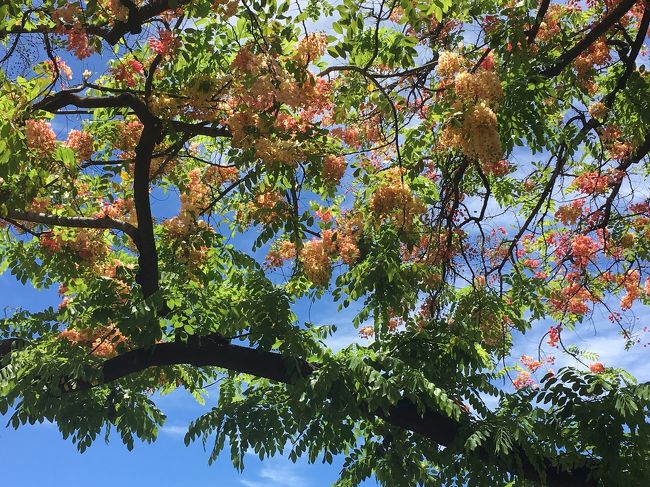 レインボーシャワーの花が満開。<br />あちこちで散り花が風に吹かれて、降ってました。<br />まるで桜が散るみたいで、趣きがあります。