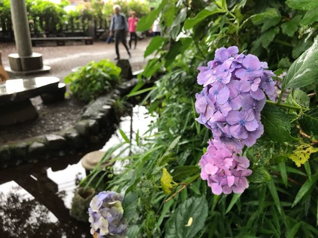 多摩地区で行われた朝顔市とほおずき市19 谷保天満宮のあじさい 立川 東京 の旅行記 ブログ By としさん フォートラベル