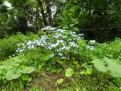 大原に到着しバスを降りると、もう紫陽花が迎えてくれました。