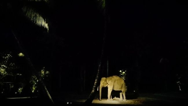 パークの中にあるレストランで夕食。<br /><br />闇夜に浮かぶ象を見られるのはかなりレアだと思います。<br /><br />パーク内の全容は暗すぎて確認できず。ライトアップされている象以外にも、何頭か公園内にいるような感じです。<br /><br />像を見ながらの夕食で、テンションアップ！<br /><br />