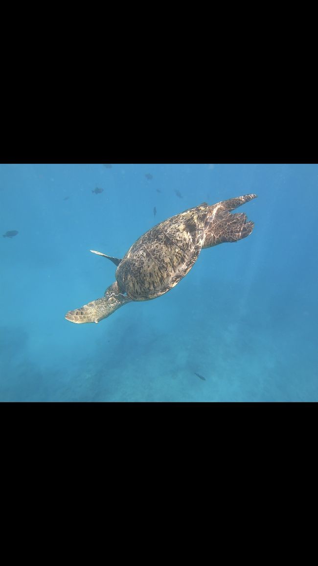 ウミガメさん<br />いました～♡