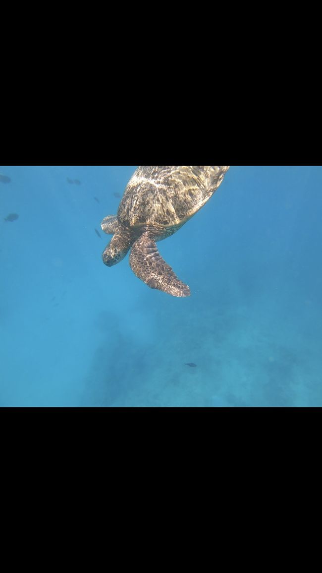 目の前を<br />悠々と泳いでます。<br />