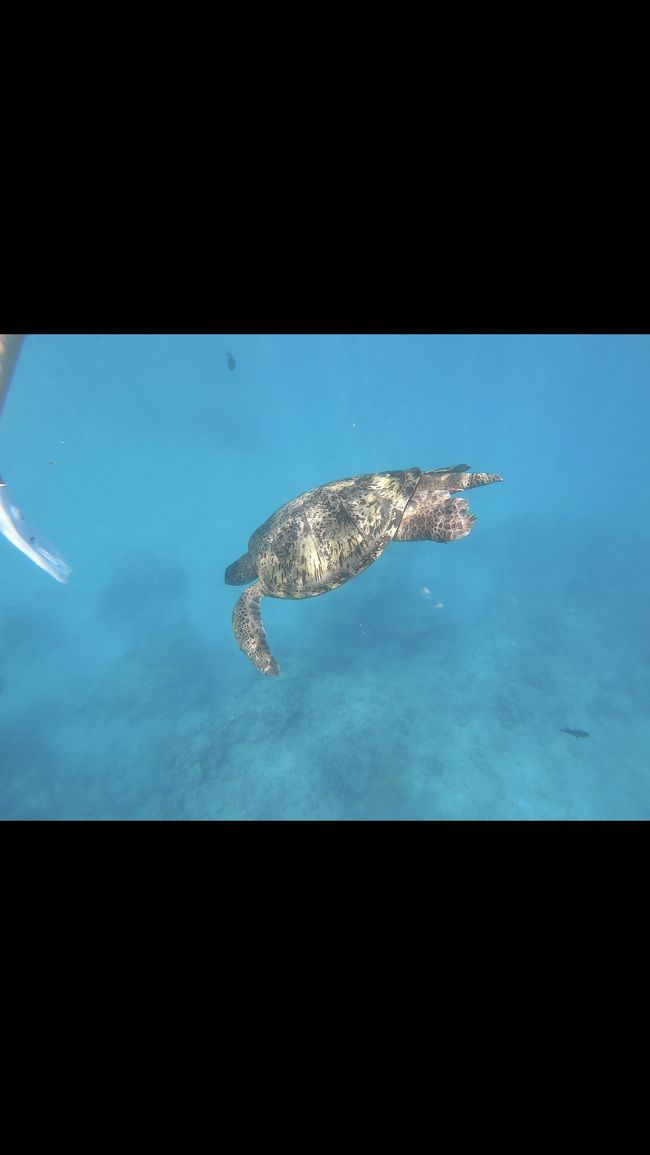  尻尾が長いのが男の子<br />短いのが女の子だそう。<br />この子は男の子かな？<br /><br />今年も4匹のウミガメを見れました<br />が<br />この子以外はずっも<br />海の底に潜ってて<br />間近で見ることができませんでした～