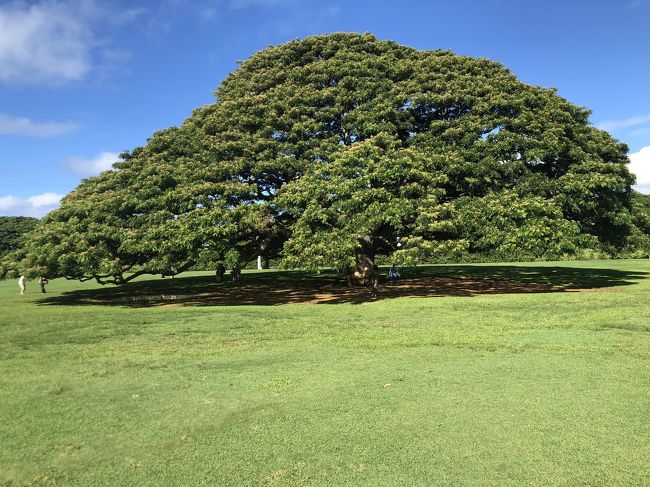 この木何の木の<br />モアナルアガーデンへ<br />数年前までは入園料無料だったのに<br />去年行った時3＄<br />今年は5＄(・∀・)