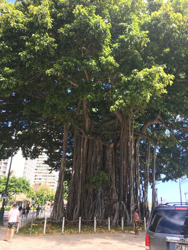 いつもこの木の下に来て、ハワイを感じます。