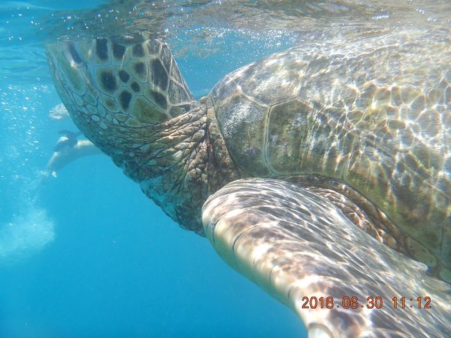 こんな近くまで<br />来てくれます(*ﾟ∀ﾟ*)<br /><br />近づいたらいけないので<br />なんだか<br />ハラハラしちゃいます笑