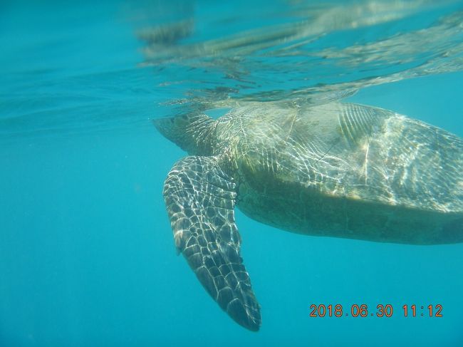 ちなみにこの写真は<br />去年のウミガメさん。