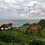 今年こそ晴れのどなんちま＝与那国島に行きたい♪