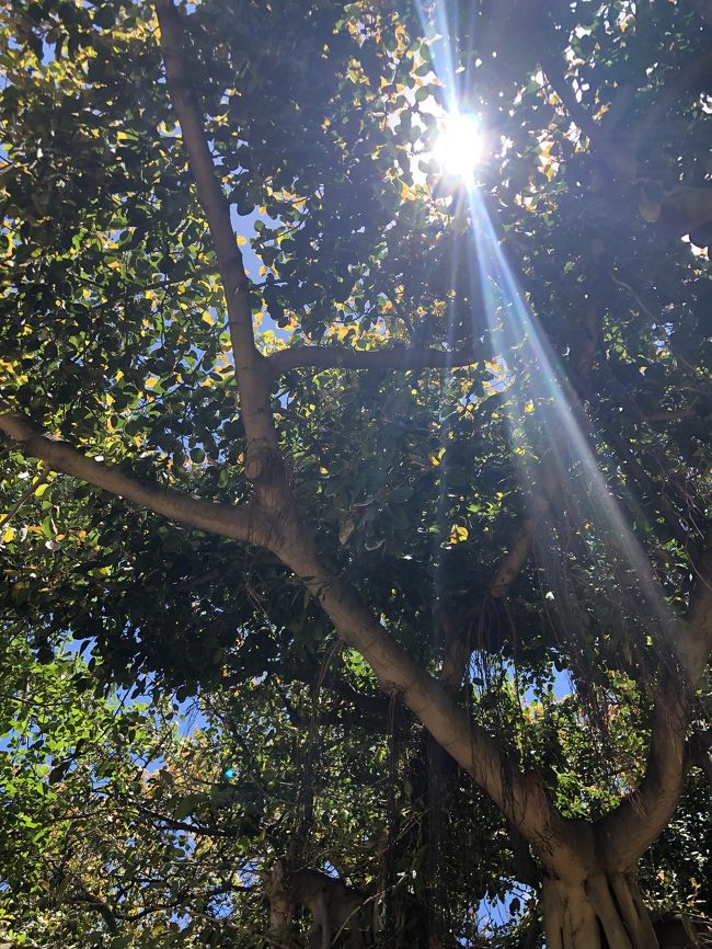 日向は暑いけど<br />木陰に入ると<br />風が爽やかで心地よい～(＾∀＾)