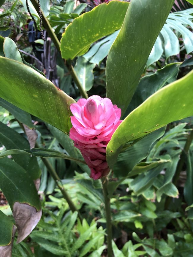 敷地内は静かで<br />穏やかな時が流れてます<br />ワイキキの賑わってる空気とは違い<br />ここだけ別世界のよう