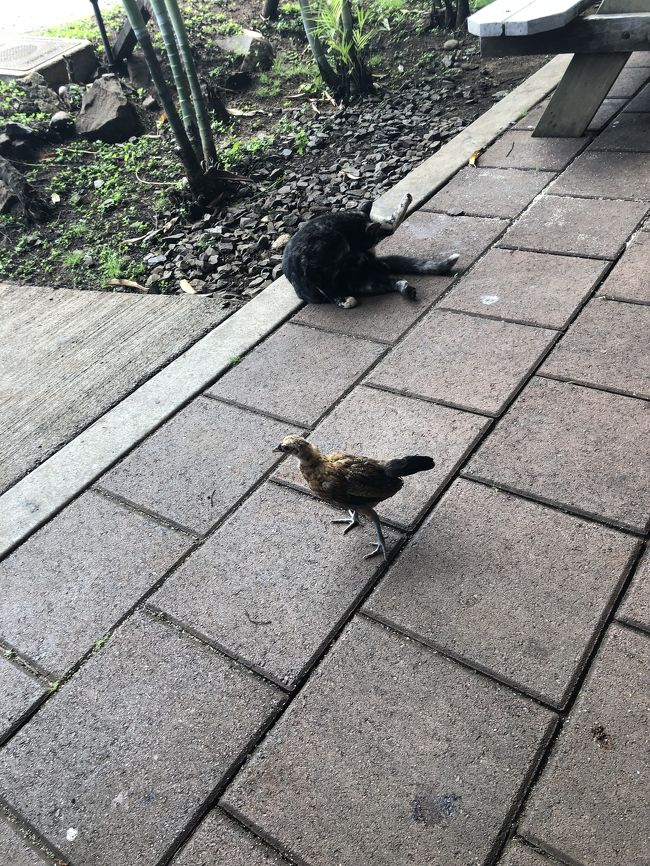 猫さん^_^<br />私たちがご飯を食べ始めたら<br />裏の草むらから<br />すごい勢いで走ってきた<br />鶏の子供<br />ご飯欲しいようです。<br />ずっと私たちの周りを<br />ウロウロしてました<br />猫さん、鶏と仲良しみたいです(^^)