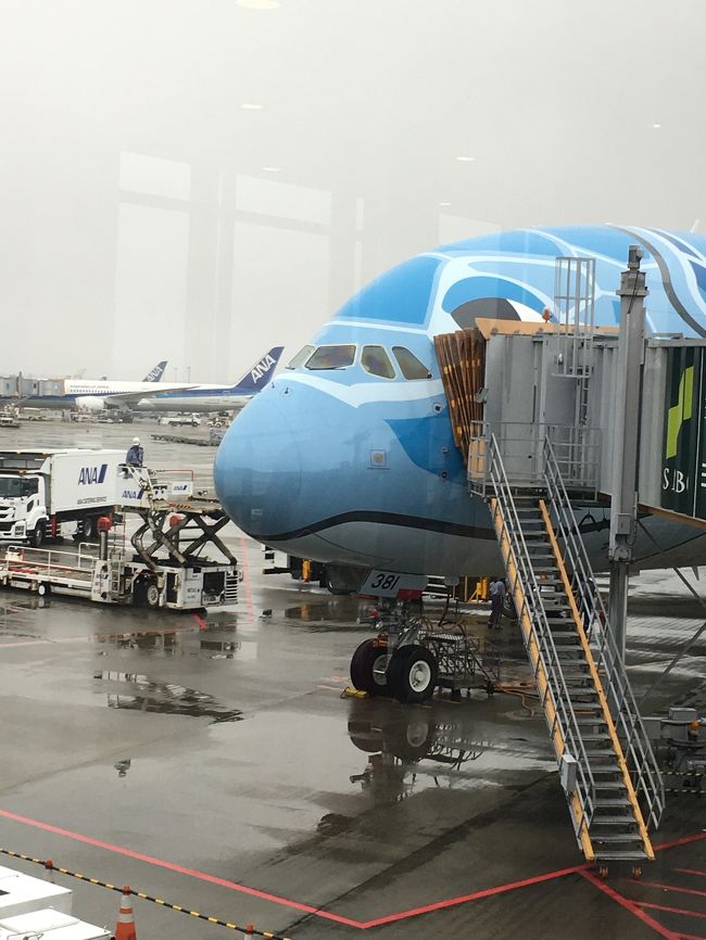 成田は雨でした。<br />機内販売のホヌのぬいぐるみは売り切れてました。<br />CAさんにハガキをいただき、帰国してから注文しました。