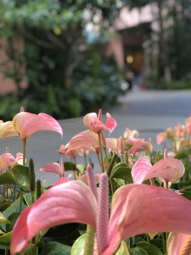 ホテルのカラーに合わせて<br />お花もピンク♡<br />