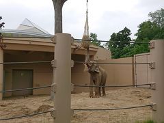 円山動物園
アジアゾウ