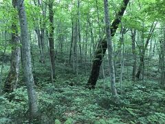 遊歩道は国立公園に指定されている原生林。ブナの木々が生い茂り、豊かな自然を具現化した光景が目の前に広がっている