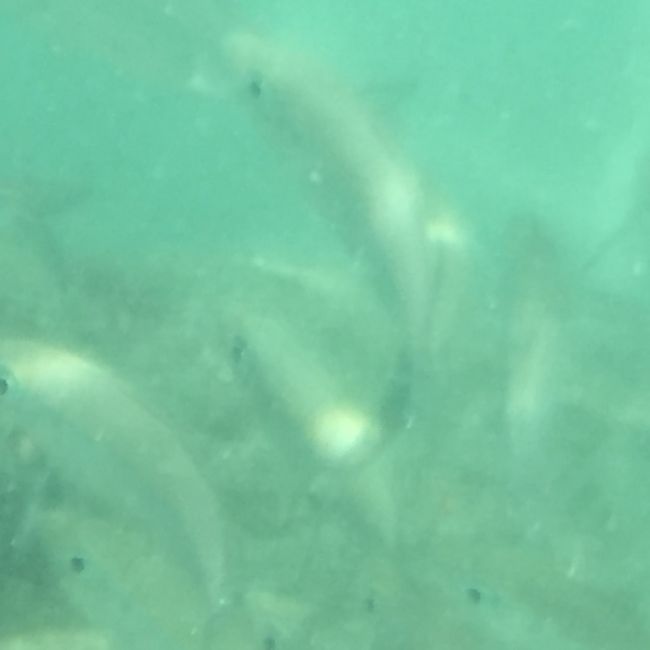 お分かりいただけただろうか？<br /><br />ブレブレ画像な上に透明度激悪だけど魚影はそこそこ<br />小さい魚ばかりですけども