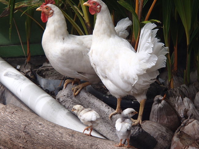 道路脇にいたニワトリ親子