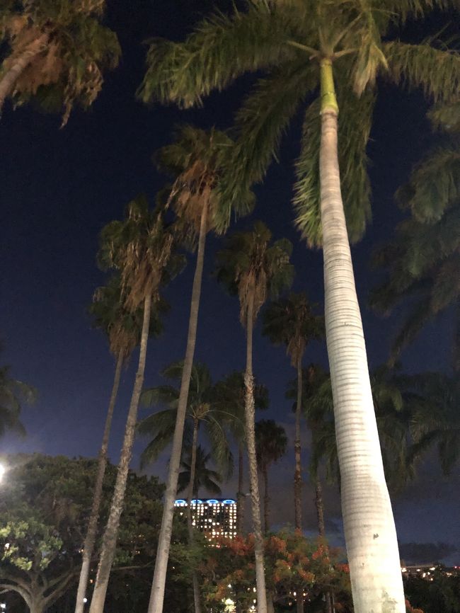 夜風が気持ち良い～！<br />波の音も<br />ヤシの木が風でなびく音も好き