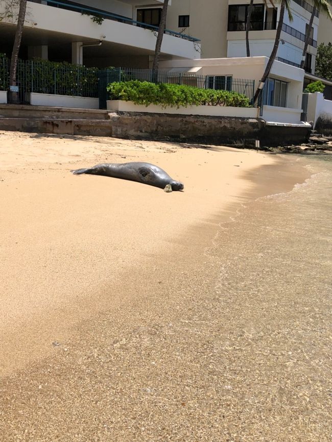 カイマナビーチまでお散歩～！<br />アザラシ、ハワイアンモンクシール発見！！！！！