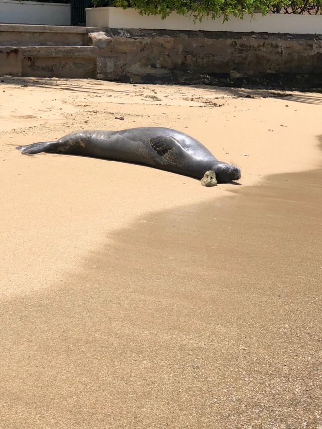 石を枕？に<br />気持ちよくヘソ天でお昼寝中～ヽ(≧▽≦)ﾉ<br />