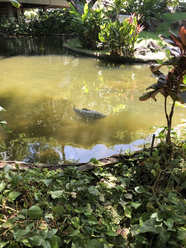 大きすぎる鯉がいたょ！！！！(◎_◎;)<br />本当に鯉なのか？！<br />登場時間間際になったので<br />乗り場に向かいます～！