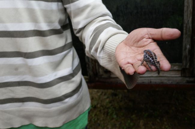 カメレオン、大人