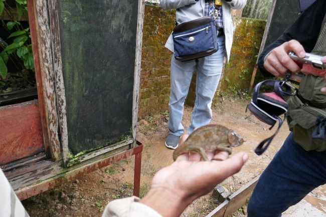 いろんな種類が