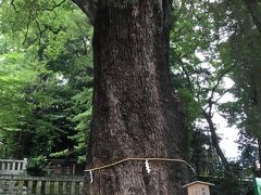 五所神社という所に巨木がありました。新幹線の線路横にあり良く新幹線には乗っていますが、こんな大木があるのは知りませんでした。
五所神社のクスノキ　樹齢　約850年　幹回り約8.2メートル　高さ　36メートル
