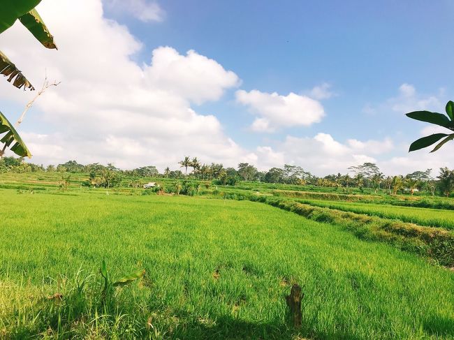 7/1の1発目のActivityは娘ちゃんのリクエストにより、Bali Elehant Campへ行ってきましたよᐠ( ᐛ )ᐟᐠ( ᐖ )ᐟ<br /><br />ぞうさんに乗りたい!!!<br /><br />との娘ちゃんの願いを叶えるべく、母Ubudiは最善のElehant Rideを探しました💻<br /><br />昨年Ubudiが行ったElehant Safariは、朝のコースだとぞうさん洗ったりぞうさんに乗って汚池(おいけ)にダイブしたり、と内容濃いんだけど、肝心のElehant Rideが15分と短くて物足りなさを感じたの。<br /><br />他のBali ZooなどElehant Rideやってる所も全て調べました。<br /><br />バリに限らずだと思うけどActivityやろうとすると料金が高くつくᔪ(°ᐤ°)ᔭᐤᑋ<br /><br />これは仕方のないことだけど、費用は最小限に抑え且つ納得の内容を探しました。<br /><br />Elehant Rideの時間が1番長いのがBali Elehant Campでした。<br /><br />他所は15分ばかりだけどBali Elehant Campだけが30分!!!<br /><br />娘ちゃんもぞうさんとお散歩出来れば後はいいと言うのでBali Elehant Campで料金を調べました。<br /><br />エージェントで最安とかやってたけど、色々プランがあって送迎ありかなしの料金や、チョコレート作り体験付きとかあったけど、何もオプション付けなくてもまだまだ高いʅ(๑  ᷄ω ᷅ )ʃ<br /><br />そこでオフィシャルサイトを見てみたら...<br /><br />うっそ～ん!!! <br />最安じゃん!!!<br />しかも送迎にランチも付いてるやん!!!<br /><br />Ubudi母娘はココに決めました٩( ᐛ )( ᐖ )۶<br /><br />ぞうさんとお散歩だけがしたい、他のオプションは要らない、という方がいらっしゃったらオフィシャルサイトをご覧になってみてください。<br /><br />Ubudi母娘は結果的にココにして大正解でした(⁎˃ᴗ˂⁎)<br /><br />Bali Elehant Camp<br />https://balielephanttrek.com/bali-elephant-camp/