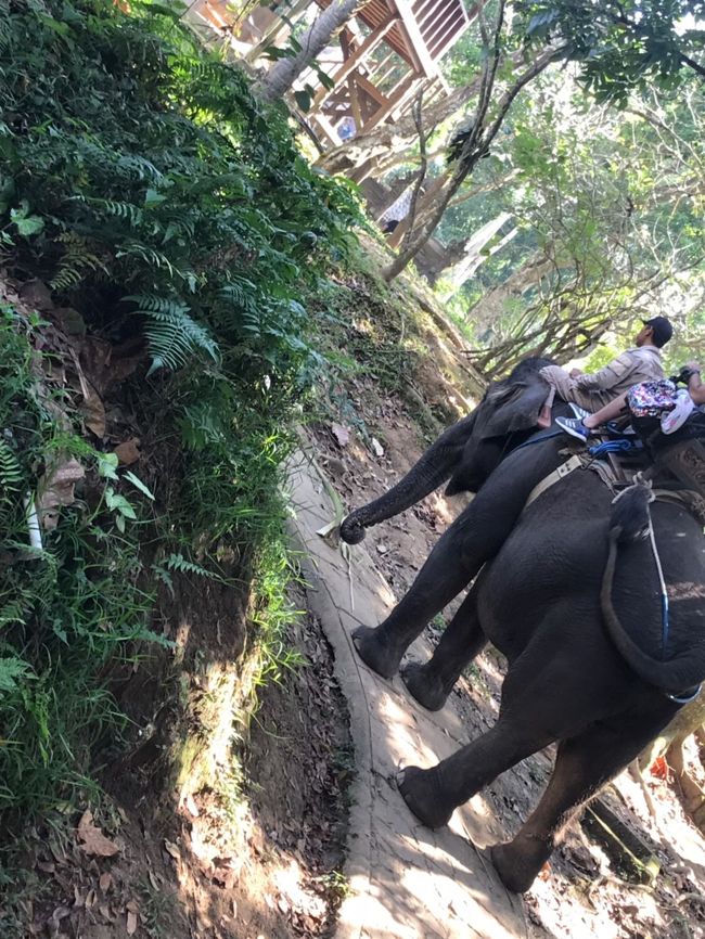 スタッフに呼ばれて早速お散歩が始まりました!!!<br /><br />Ubudi母娘とお散歩してくれる可愛いぞうさんはジェシカ🐘<br /><br />昨年のElehant Safariでは平坦な道をお散歩したので揺れも気にならなかったけど、Elehant Campはアップダウンのある道なども歩くので臨場感もあるし、ぞうさんの1歩1歩を一緒に感じられる!!!