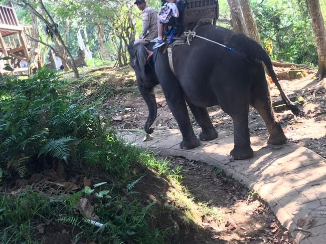 前を歩いてるぞうさんが立ち止まったと思ったら...<br /><br />トイレタイムが始まったのｗｗｗ<br /><br />バケツをひっくり返したような、お〇っこ<br /><br />岩のように大きな、う〇ち<br /><br />自然の排泄をタイミング良く見れて貴重な体験をしました( ˊᵕˋ ;)<br /><br />それも賢いジェシカは避けて踏まずに歩いて行きました( *ˊᵕˋ)ɢᵒᵒᵈ<br /><br />ぞう使いさんがすごく良い人で写真撮ってあげると、ジェシカからわざわざ降りて、連写ばりにバシバシ撮ってくれたの(๑°꒵°๑)･*♡<br /><br />ぞうさんに乗ってるとこの角度からは写真撮れないから、本当ぞう使いさんのご好意が有難かったです(๑ˊ͈ ꇴ ˋ͈)ᵃʳⁱᵍᵃᵗᵒ～♡॰ॱ<br /><br />名前忘れちゃったけど...(´>∀<｀)ゝ