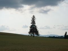 初めてクリスマスツリーの木を見てきました。曇りがちでしたが、少し夕日が映え風情を感じました。