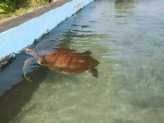 黒島研究所へ到着。
ウミガメをしばし眺める。

その後、黒島港に戻り、自転車を返却。
高速船の出発時間（18:10）まで余裕があったので、港近くのハートランドでアイスコーヒーを飲んで時間をつぶしました。
店内に猫さんがいて、膝に乗ってきてくれて可愛かったです。