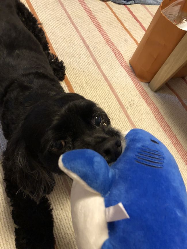 愛娘はお利口にしてたようです！<br />寂しい思いさせてごめんねー（ ;  ; ）<br />お土産のシャークをとても<br />お気に召したようです(^^)！